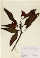 藏品(臺灣杜鵑)的圖片